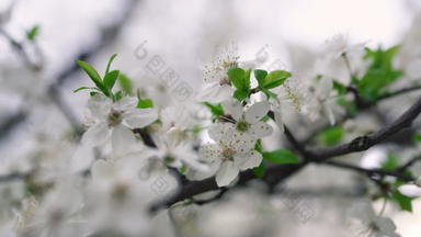 樱花花宏特写镜头春<strong>天花</strong>盛开的花园樱桃树